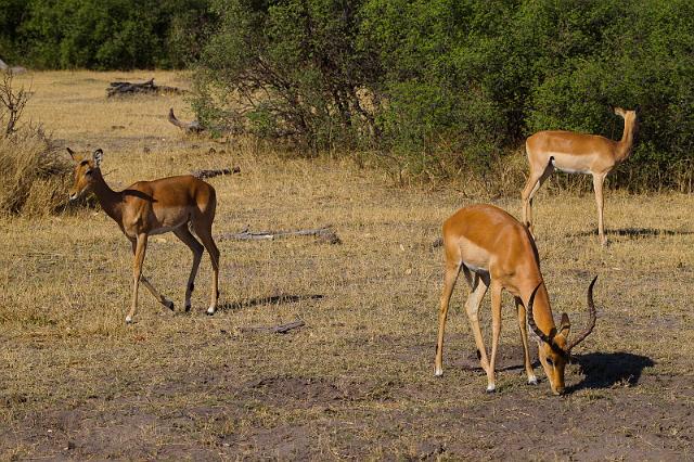 236 Linyanti, impala's.jpg